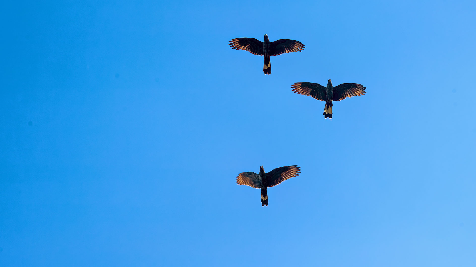 Yanchep National Park - Schwarze Kakadus